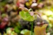 Close Up Of The Purple Pitcher Plant (sarracenia Purpurea), A Bug Catching Plant