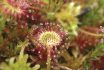 Round Leaf Sundew, Drosera Rotundifolia, In Peatmoss