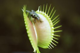 Venus Fly Trap