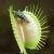 Venus Fly Trap
