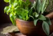 Betsyhuizi A Wooden Bowl Filled With Various Herbs Including Ba 3aef727b 1926 4546 Bbec 47268dbfe7d3