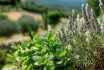 Estherj. A Closeup Photo Of Mint Thyme Rosemary Provence France 4778d525 0f28 4b35 A961 1b648f2f0fc2 1