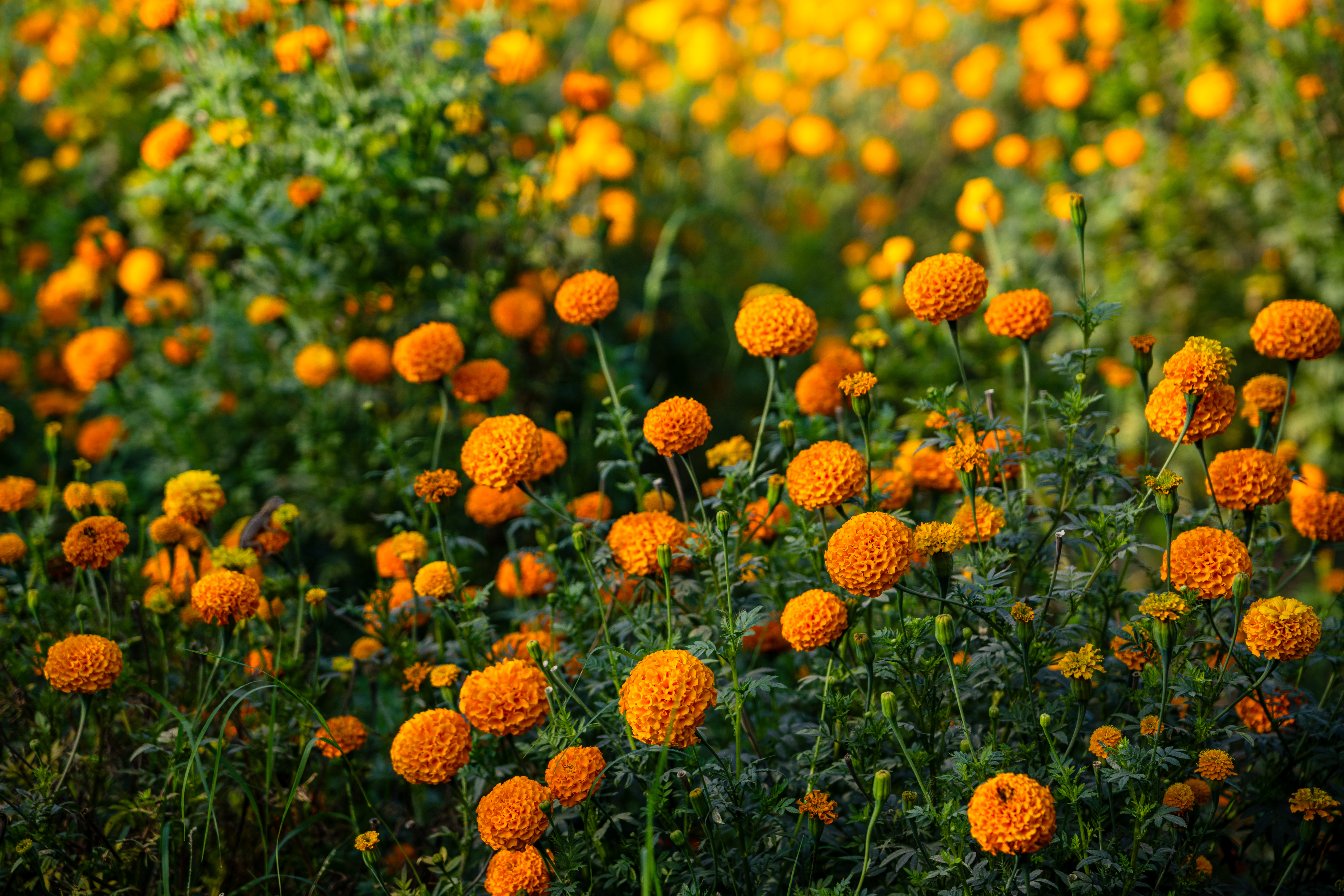 Vivid Orange Marigold Field In Full Bloom During Sunny Day In India
