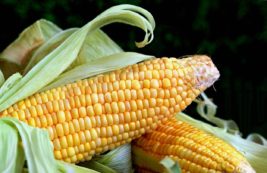 Https Www.gyarimag.hu 2025 December Cikk2