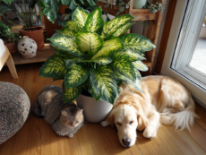 Szép növények mérgező háziállatra