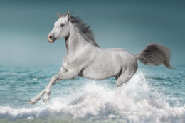 Stallion Running Through The Water