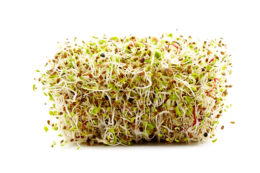 Various Germ Sprouts