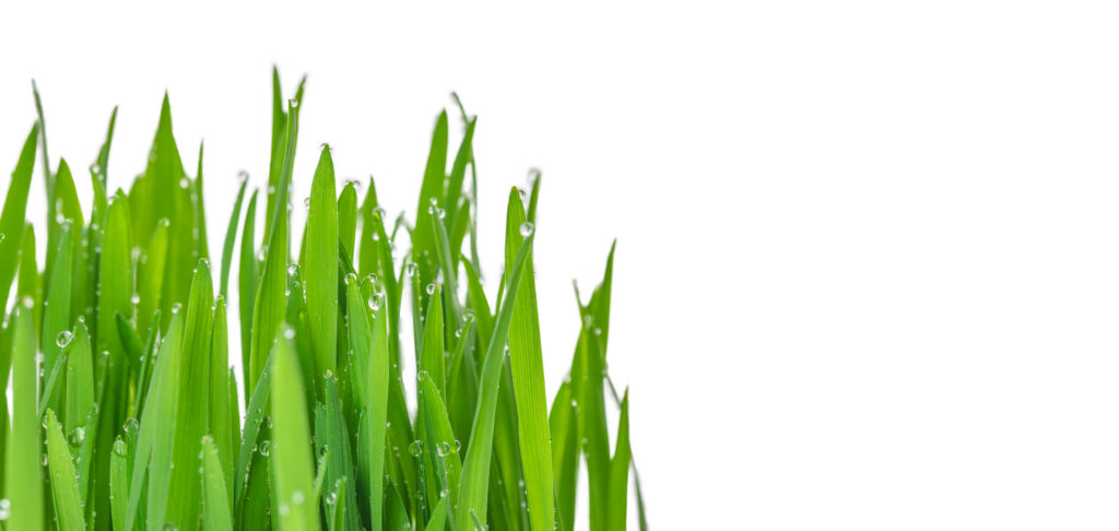 Ez az alulértékelt szuperfood zseniálisan hat a testedre - erre képes a búzacsíra 1 búzacsíra