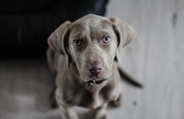 Herbalvet.hu 2026 Januar Linkmarketing 2