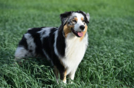 border collie egy réten
