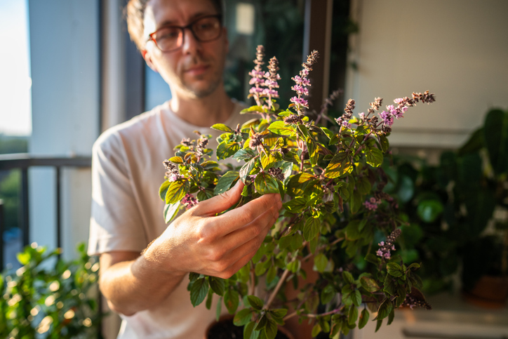 Szerencsehozó növények