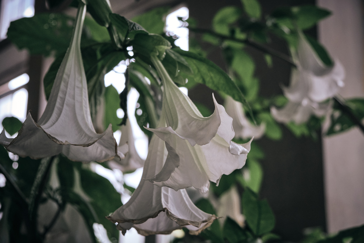 Ez az egyetlen virág, ami garantáltan illatossá varázsolja az otthonod 1 Angyaltrombita virág