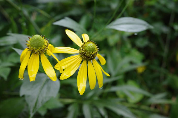 Önmagukat újravető évelők: 6 virág, ami évről évre szebb kertet varázsol helyetted 2 Újravető évelő virágok