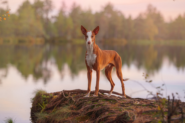 Különös kutyafajta