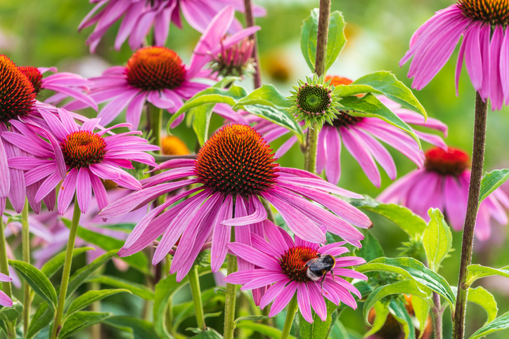 Önmagukat újravető évelők: 6 virág, ami évről évre szebb kertet varázsol helyetted 5 Újravető évelő virágok