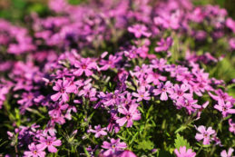 Talajtakaró növények