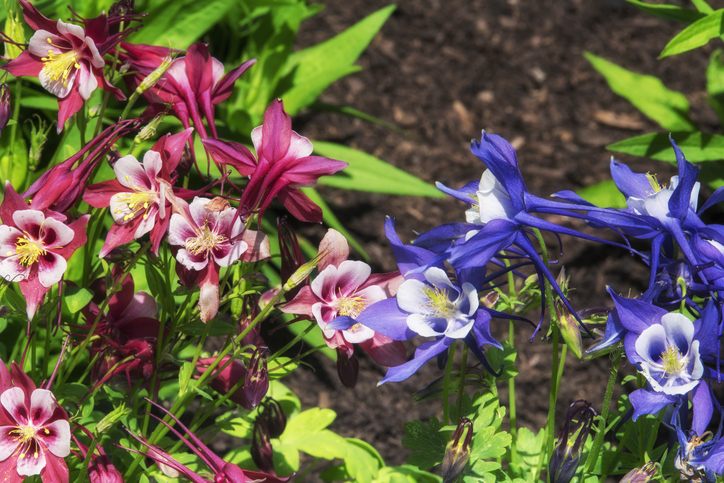 Önmagukat újravető évelők: 6 virág, ami évről évre szebb kertet varázsol helyetted 1 Újravető évelő virágok