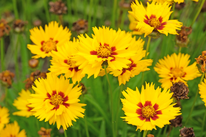 Önmagukat újravető évelők: 6 virág, ami évről évre szebb kertet varázsol helyetted 4 Újravető évelő virágok