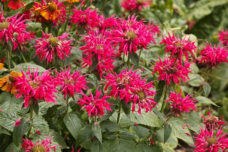 Önmagukat újravető évelők: 6 virág, ami évről évre szebb kertet varázsol helyetted 6 Újravető évelő virágok