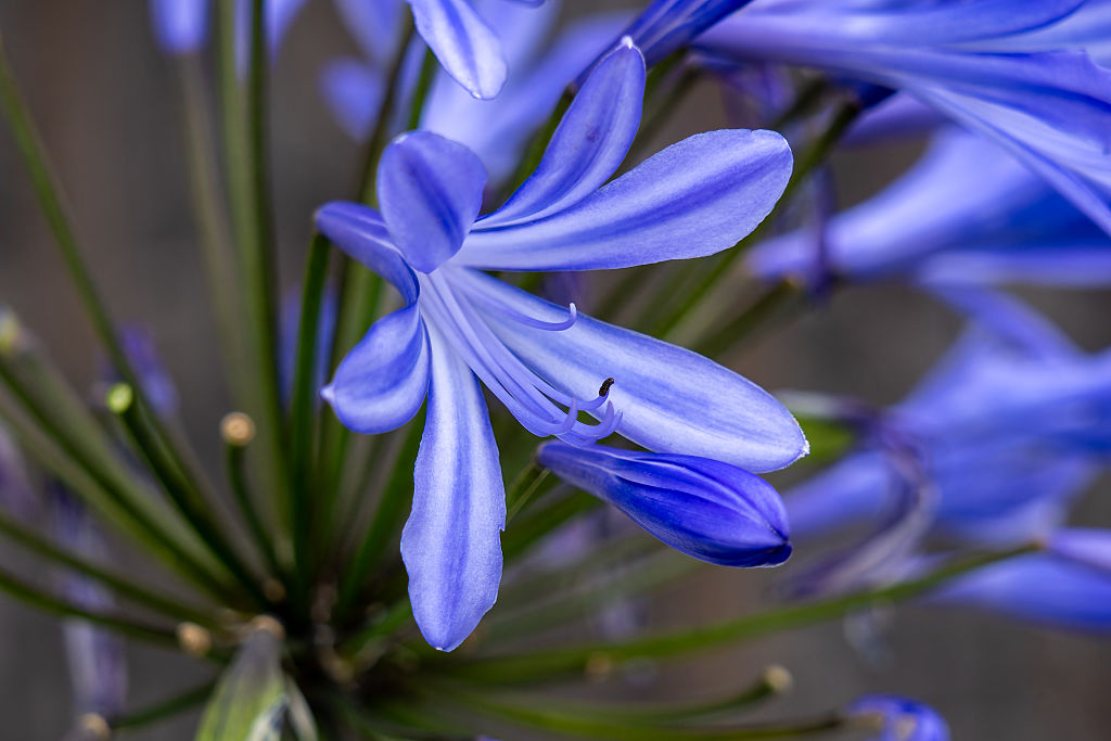 Lily Of The Nile, Genus Agapanthus, In Bloom At The National Museum Of Ecuador In Quito, Ecuador.