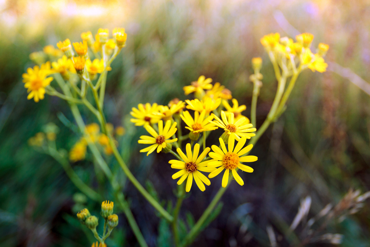 Talajtakaró növények