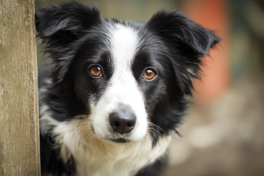 7 nyugodt kutyafajta, akik tökéletes társak a hétköznapokban 3 kutya border collie