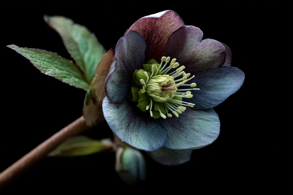 7 fekete virág, amitől azonnal drámaibb lesz a kerted 2 fekete virág