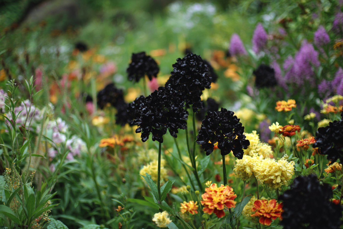 u1637156832 spring garden with black flowers ar 32 v 7 4ce37531 0752 43fb 996f 46c16b0a5435 3