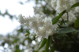 Nagymama növény gyöngyvirágcserje