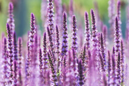 Perennial Sage (salvia Nemarosa), 'amethyst' X