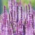 Perennial Sage (salvia Nemarosa), 'amethyst' X