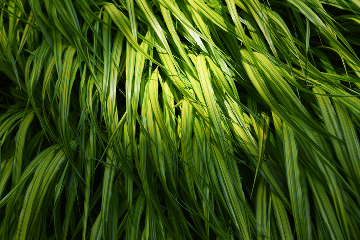 Mindössze 5 növény egy kertben? Szakértők szerint ettől lesz igazán lenyűgöző 2 Kert növény