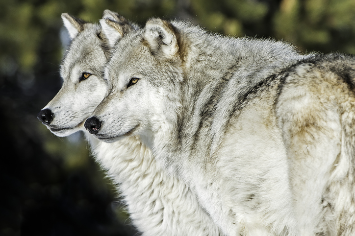 6 állat, amely monogám egy életen át 1 Állat monogám