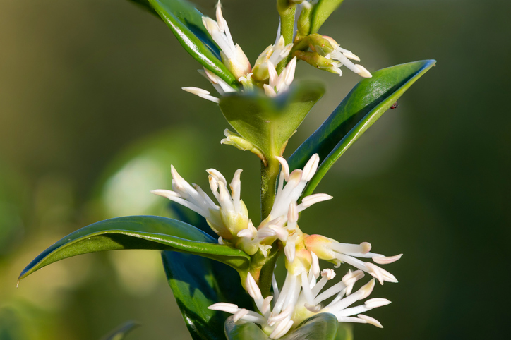 Mindössze 5 növény egy kertben? Szakértők szerint ettől lesz igazán lenyűgöző 1 Kert növény