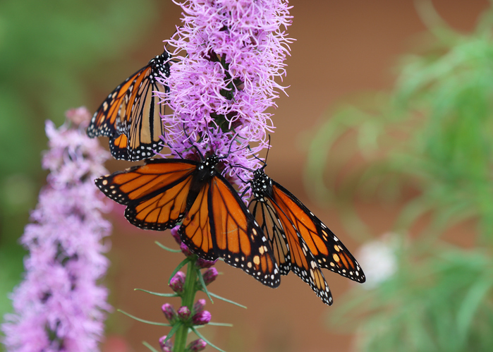 Növény pillangóparadicsom