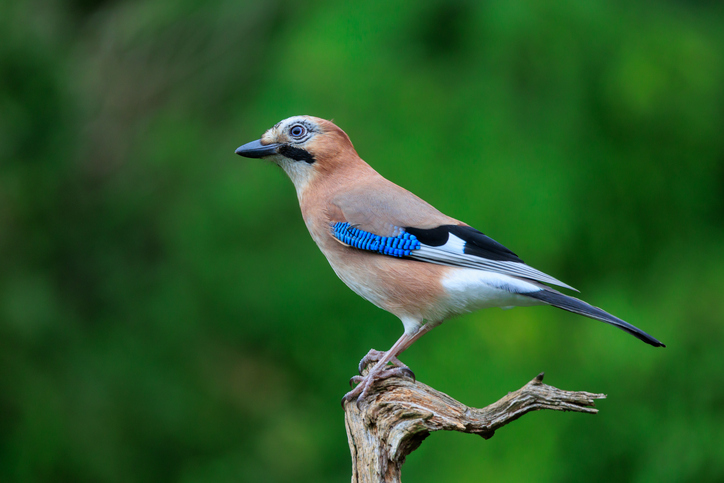 Madarak kert szerencse