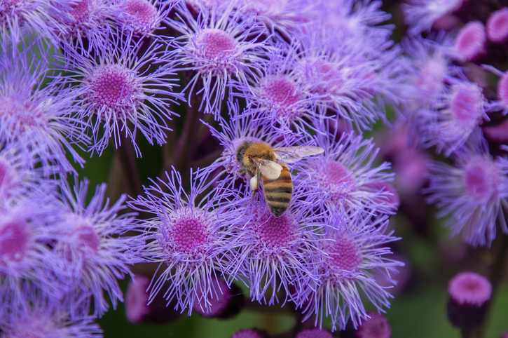 Növény pillangóparadicsom