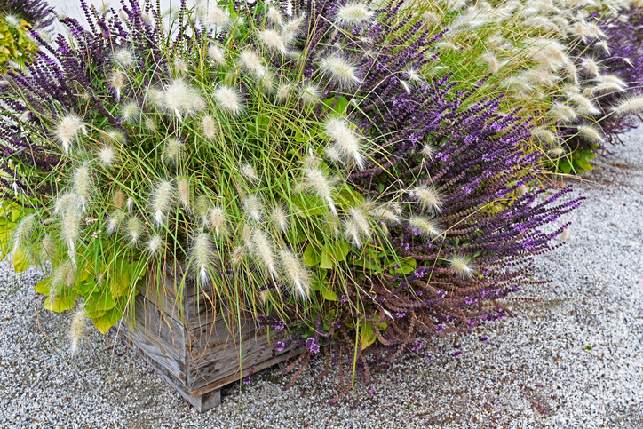 Ez az 5 növény még az ingatlan értékét is növelheti 4 Növény ingatlan értéke