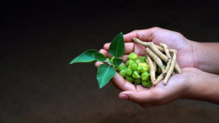 Ashwagandha és magnézium