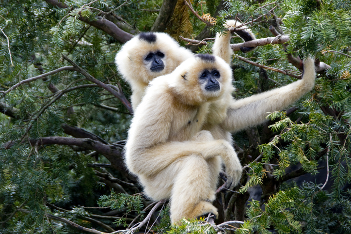 6 állat, amely monogám egy életen át 3 Állat monogám