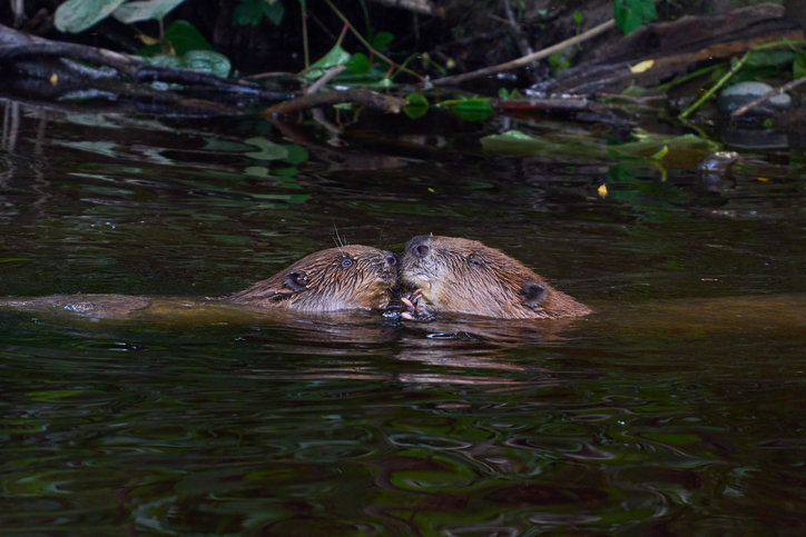 6 állat, amely monogám egy életen át 2 Állat monogám
