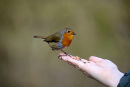 Madarak kert szerencse