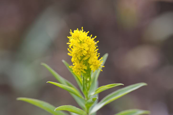 Növény pillangóparadicsom