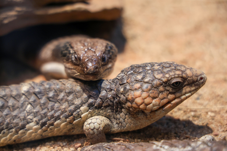 6 állat, amely monogám egy életen át 5 Állat monogám