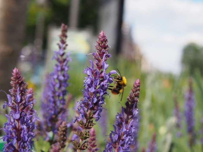 Mindössze 5 növény egy kertben? Szakértők szerint ettől lesz igazán lenyűgöző 4 Kert növény