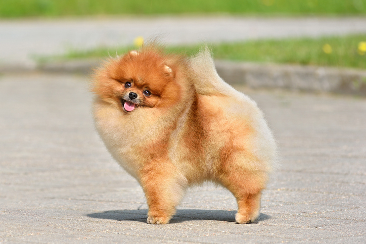 Hosszú életű kutyák