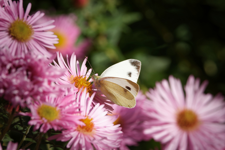 Növény pillangóparadicsom