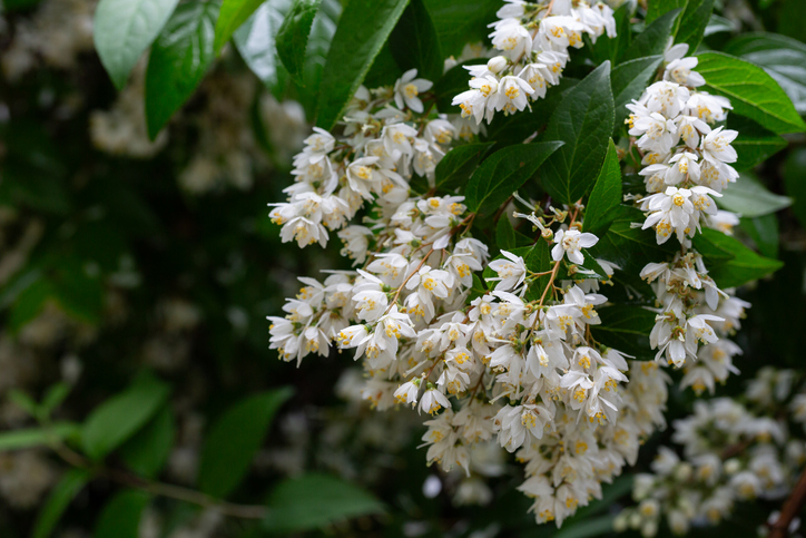 Nagymama növény gyöngyvirágcserje