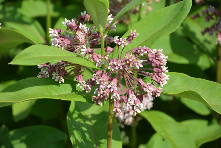 Növény pillangóparadicsom
