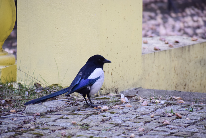 Madarak kert szerencse